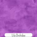 Lila Orchidee